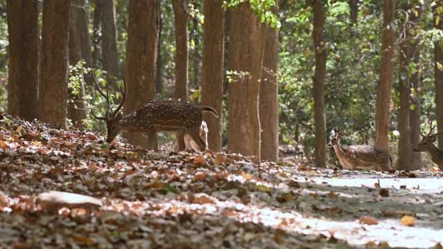 Spotted Deer Grazing in Indian Forest Habitat
