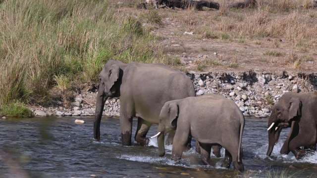 Elephants Crossing a Shallow River in the Wild