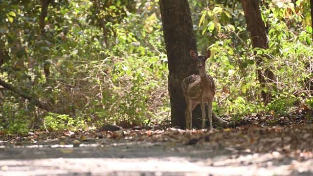 Spotted Deer Standing in Sunlit Indian Forest