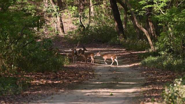 Deer Crossing Forest Path on Sunny Day