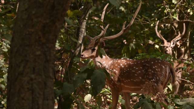 Spotted Deer Herd in Indian Forest Wilderness