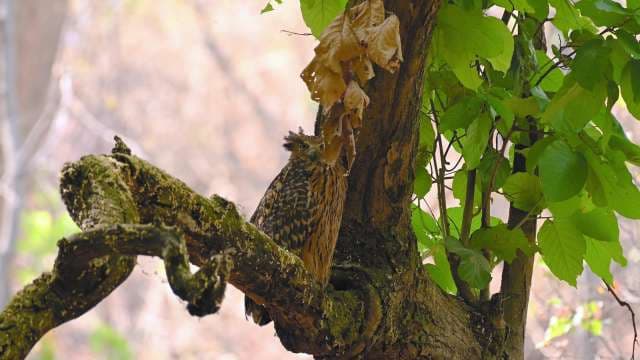 Brown Wood Owl Perched in Lush Forest Tree