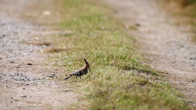Eurasian Hoopoe Foraging on a Rural Dirt Path
