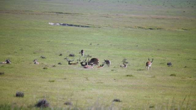 Herd of Deer Grazing in Open Grassland Field