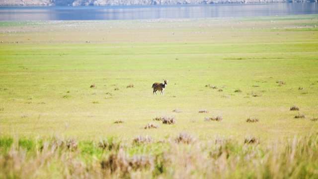 Lone Deer Roaming Open Grassland Near Lakeshore