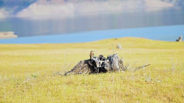 Colorful Bird Perches on Tree Stump by the Lakeside