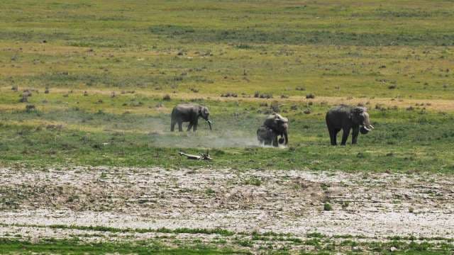 Asian Elephants Roaming Jim Corbett Grasslands in Daylight