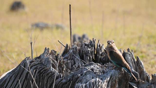 Wild Bird Perched on Weathered Tree Stump in Nature