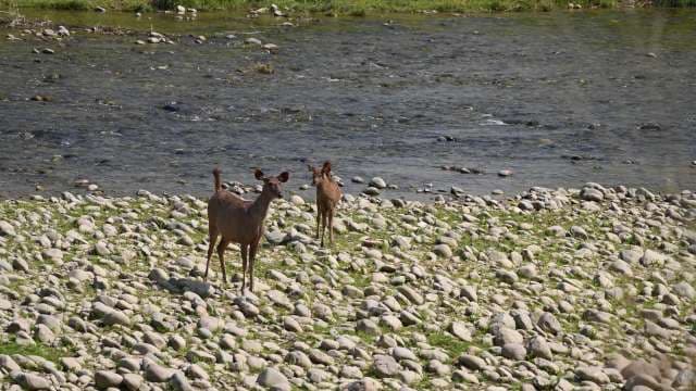 Deer Near Riverbank in Natural Wildlife Habitat