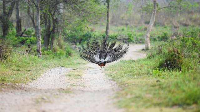 Wild Peacock Displays Tail Feathers in Forest Pathway