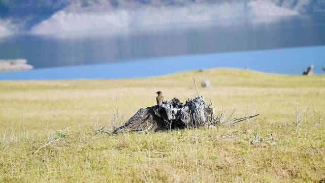 Solitary Bird Perched on Weathered Tree Stump by the Lake