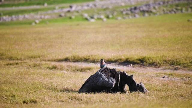 Colorful Bird Perched on Old Tree Stump in Field