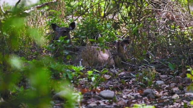 Wild Deer Resting Quietly in Dense Forest Habitat