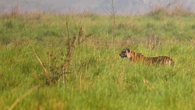 Majestic Tiger Walking Through Tall Grass in Wild Habitat