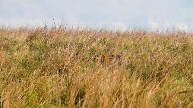 Tiger Camouflaged in Tall Grass of Indian Wildlife Reserve