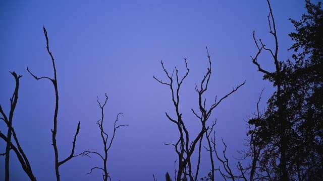 Birds Flying From a Bare Tree Silhouettes Against Twilight Sky