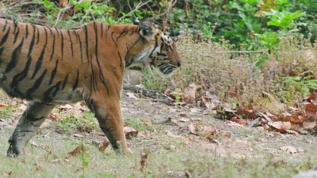 Bengal Tiger Roaming Wild in Indian Forest