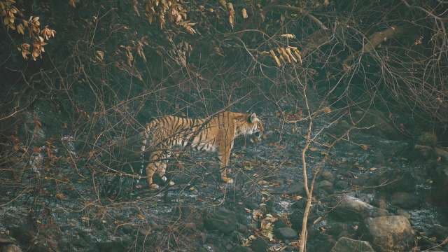 Bengal Tiger Walking Through Dense Indian Forest