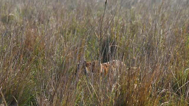 Elusive Bengal Tiger Camouflaged in Tall Indian Grassland