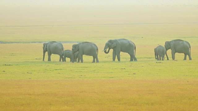 Elephant Herd Roaming Across Grassy Jim Corbett Plains