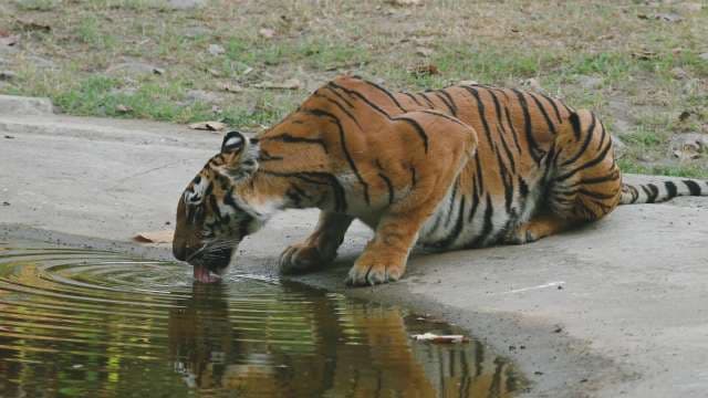 Majestic Tiger Drinking Water at the Edge of a Pond