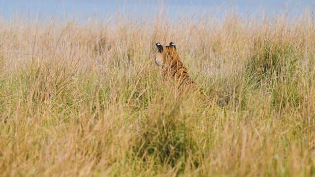 Wild Tiger Hiding in Tall Savannah Grass