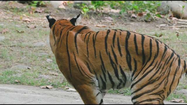 Majestic Tiger Roaming in Natural Forest Habitat