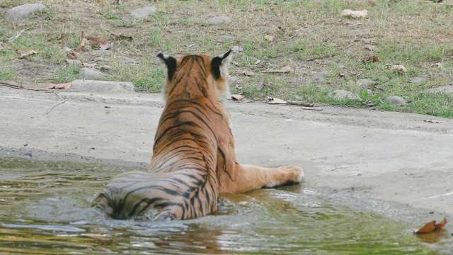 Bengal Tiger Cooling Off in Shallow Water