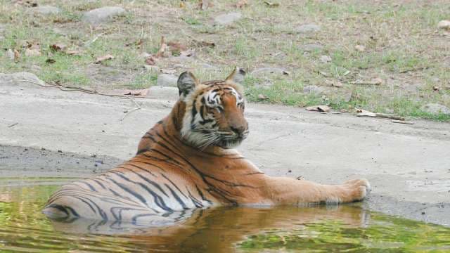 Bengal Tiger Relaxing in Water at Wildlife Sanctuary
