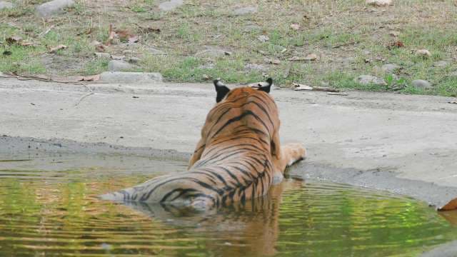 Tiger Cooling Off in Shallow Water on a Summer Day