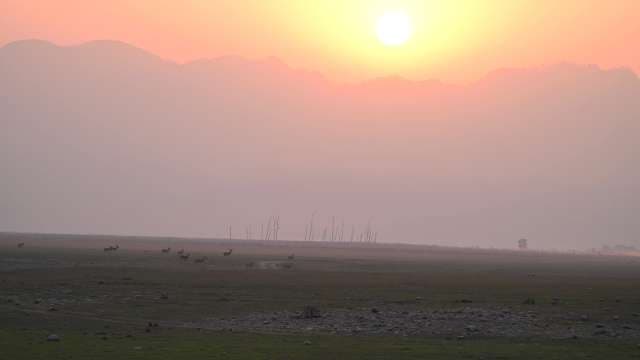 Majestic Wildlife at Sunset in Serene Landscape