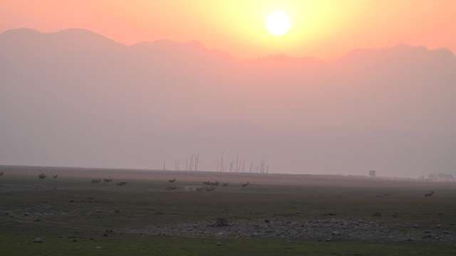 Herd of Deer Grazing at Sunset in Misty Grasslands