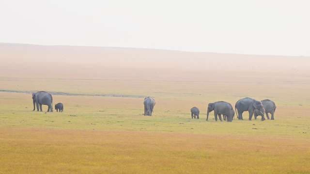 African Elephant Families Roaming the Jim corbett tiger reserve at Sunrise