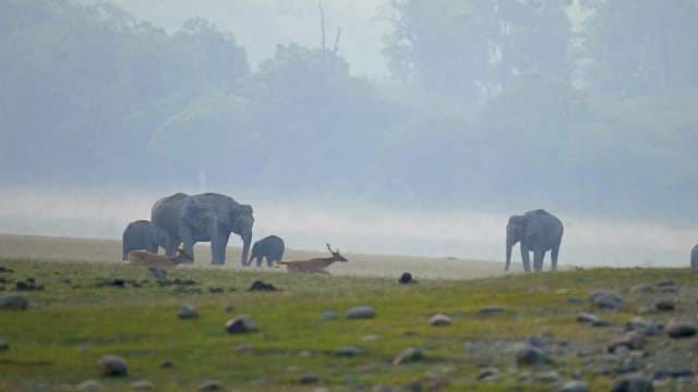 Wild Elephants and Deer in Misty Forest Landscape