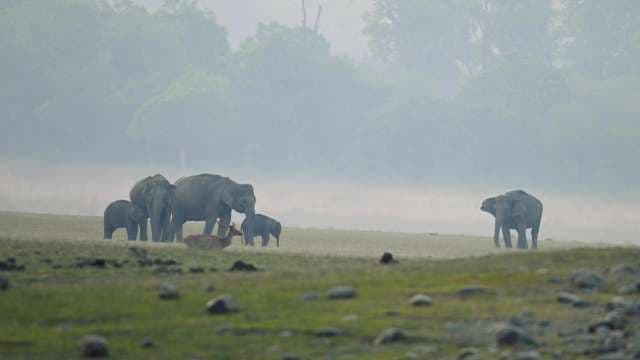 Wild Elephants Roaming in Misty Forest Grasslands
