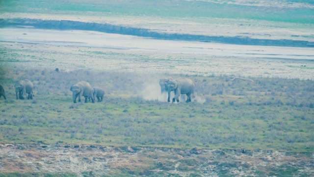 Wild Elephants Roaming Indian Grasslands Near Riverbank