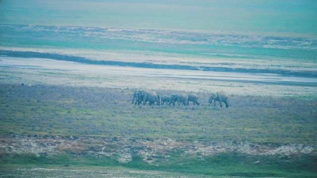 Elephant Herd Roams Jim Corbett Near Riverbank