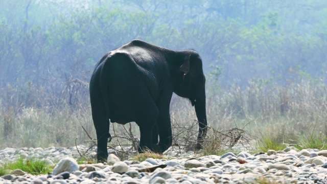 Asian Elephant Walking in Misty Grassland Habitat