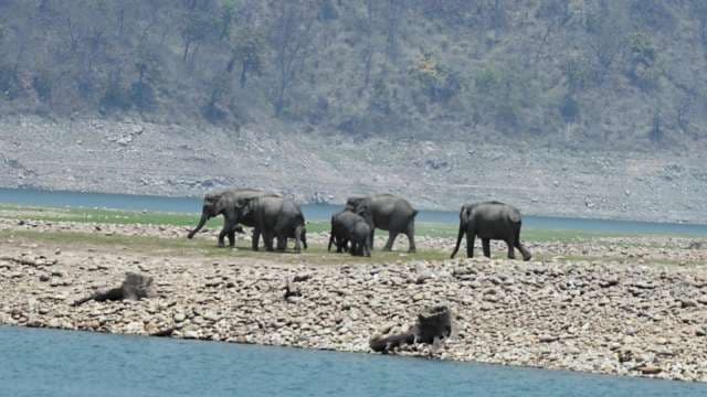 Wild Elephants Roam Riverbank in Scenic Forest Landscape