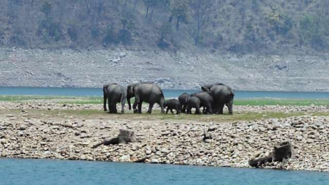 Wild Elephant Herd by Riverside in Scenic Nature