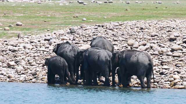 Wild Elephants Gather at Riverbank for Refreshing Drink
