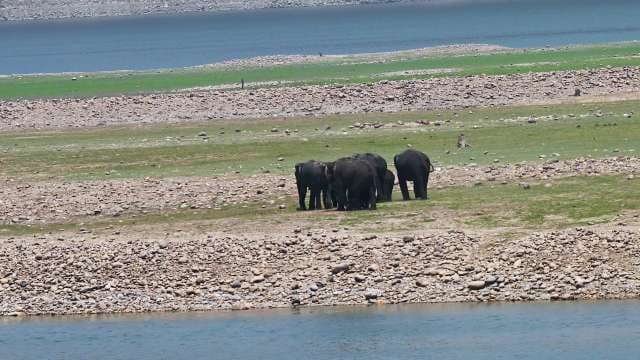 Wild Elephants Gather at Riverbank in Natural Habitat