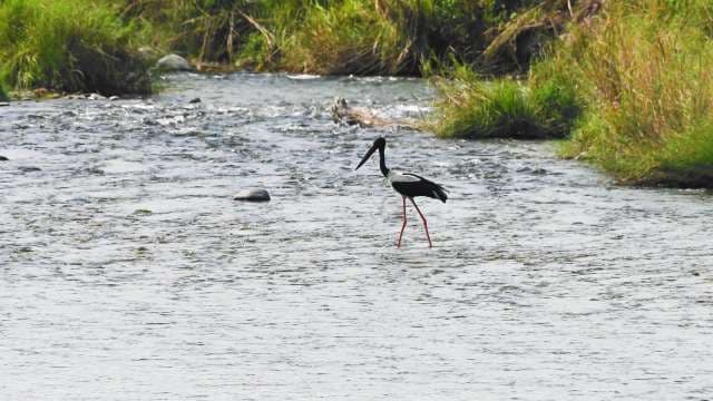 Black-Necked Stork Wading in River Habitat