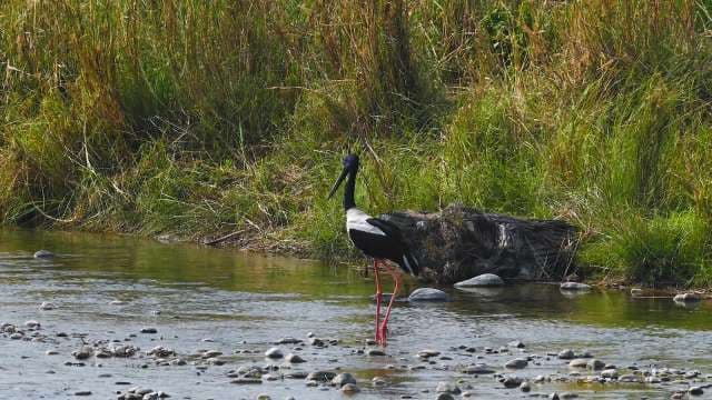 Black-Necked Stork Wading in Jim Corbett Wetlands