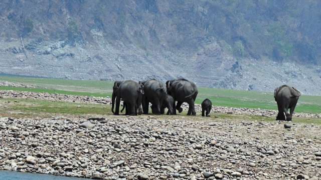 Wild Elephant Herd Walking Along Rocky Riverbank