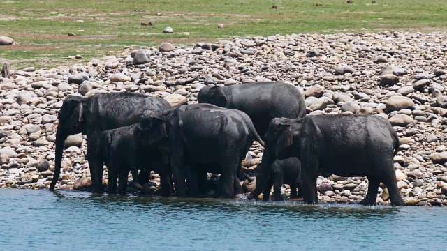 Wild Elephants Gather at Riverbank to Drink Water