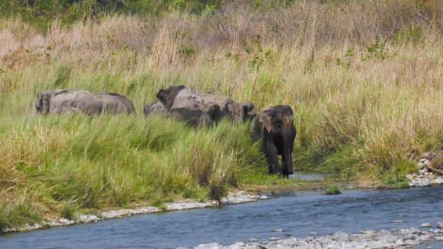 Wild Elephants Roam Near River in Lush Grassland