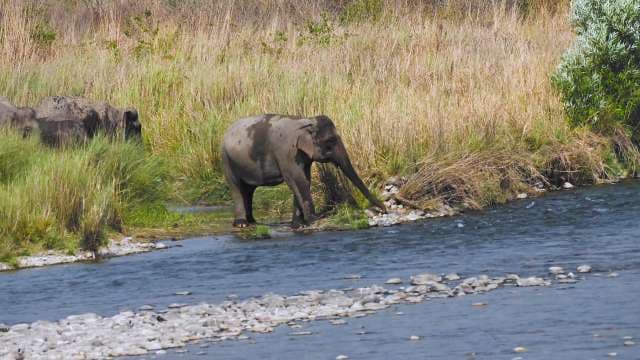 Wild Elephants Crossing River in Jim Corbett National Park