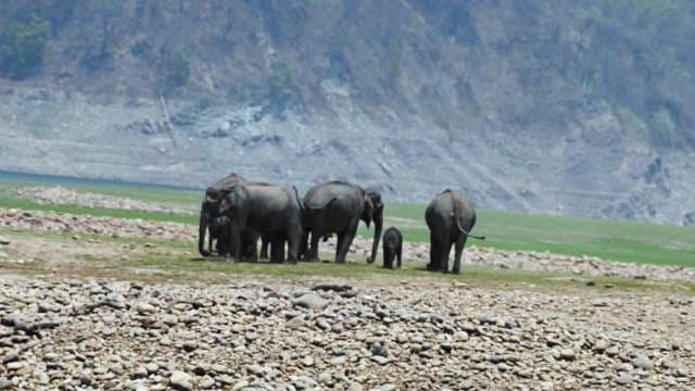 Elephant Family Herd Roaming Rocky Riverbed in Nature Reserve
