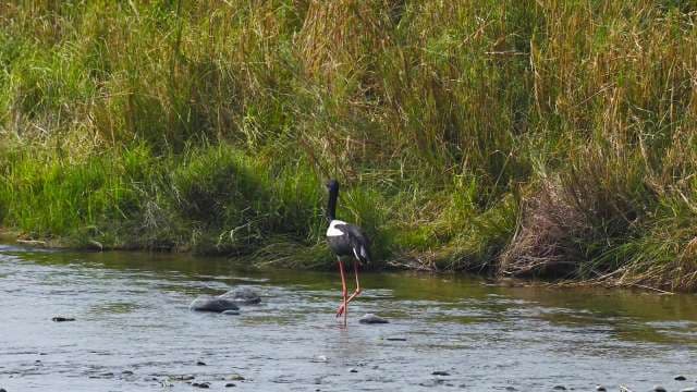 Black-Necked Stork Wading Through Wetland Creek